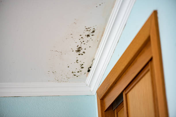 Best Emergency Mold Removal  in Fritz Creek, AK