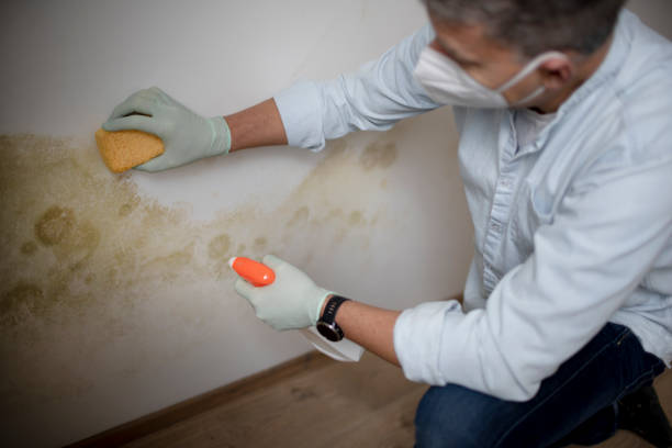 Best Toxic Mold Removal  in Fritz Creek, AK