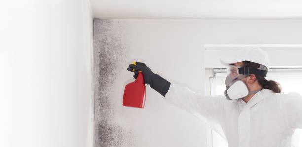 Best Best Mold Removal Companies  in Fritz Creek, AK