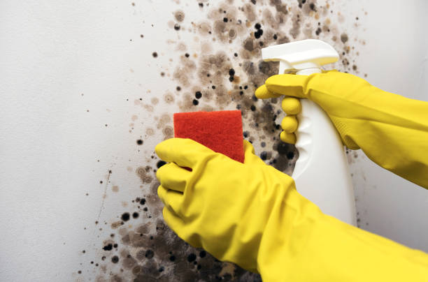 Best Home Mold Removal  in Fritz Creek, AK