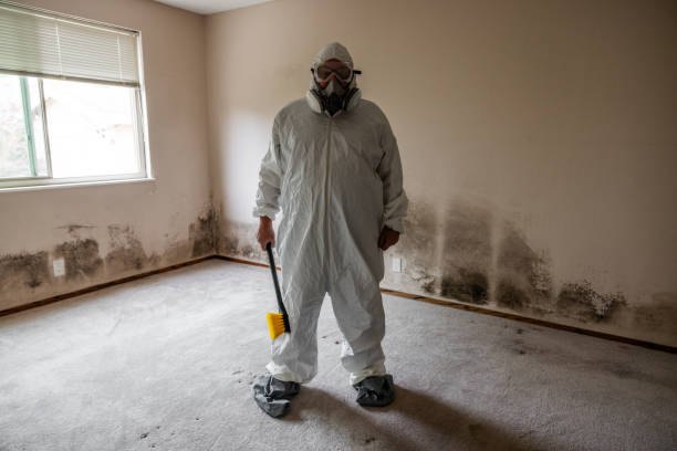 Best Mold Damage Repair  in Fritz Creek, AK