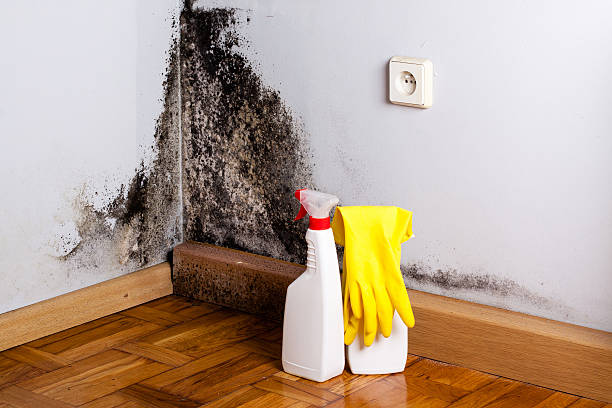 Office Mold Removal Services in Fritz Creek, AK