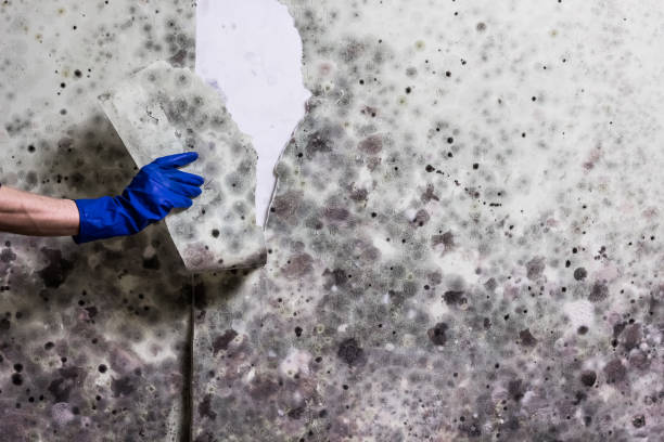 Best Water Damage Restoration  in Fritz Creek, AK